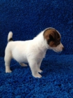 cachorros de jack russell terrier - mejor precio | unprecio.es