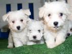 CACHORROS DE MALTES, PRECIOSOS!!