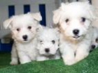 CACHORROS DE MALTES, PRECIOSOS!! - mejor precio | unprecio.es