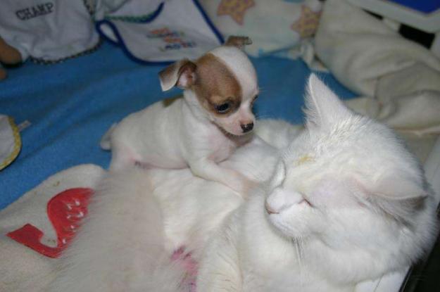 CHIHUAHUA, dos meses y buen precio