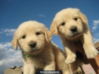 GOLDENS RETRIEVERS 200€ - mejor precio | unprecio.es