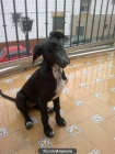 Preciosa perrita busca hogar - mejor precio | unprecio.es