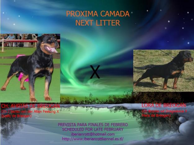 rottweiler descendientes de campeones