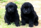 terranova cachorros - mejor precio | unprecio.es