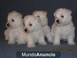 WESTY  BUENO PRECIO