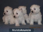 WESTY  BUENO PRECIO - mejor precio | unprecio.es