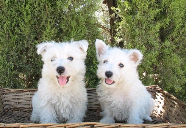 westy, muy bonitos,290€