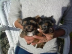 yorkshire terrier con pedigree y afijo - mejor precio | unprecio.es