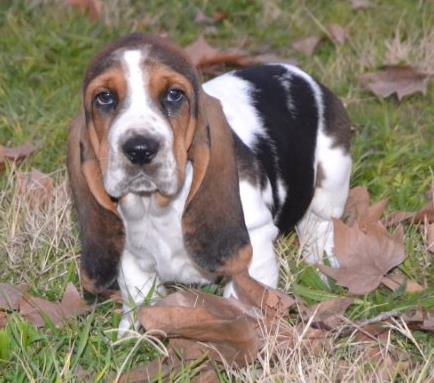 2 últimos cachorros basset hound a la venta