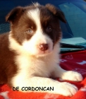 Border Collie - mejor precio | unprecio.es