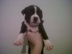 cachorros american stanford - mejor precio | unprecio.es