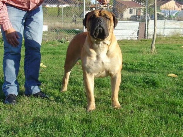 CACHORROS BULLMASTIFF