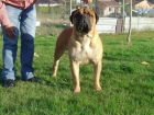 CACHORROS BULLMASTIFF - mejor precio | unprecio.es