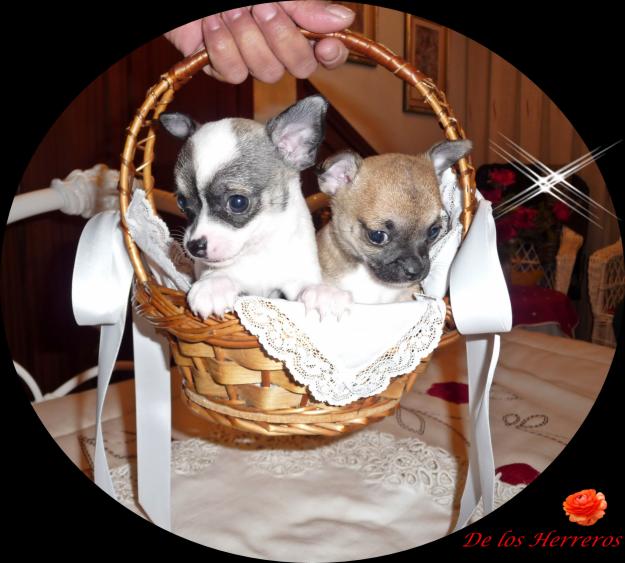 CHIHUAHUAS de los HERREROS