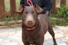 ENMA, MINI CRUCE DE LABRADOR CHOCOLATE EN ADOPCIÓN - mejor precio | unprecio.es