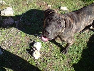 kambio cachorra de presa canario por cachora de american pitbull o dogo argentino