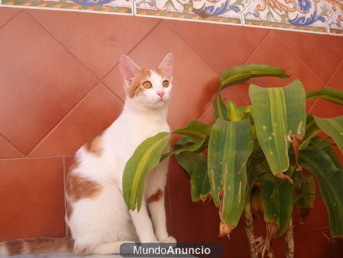 REGALO GATA!