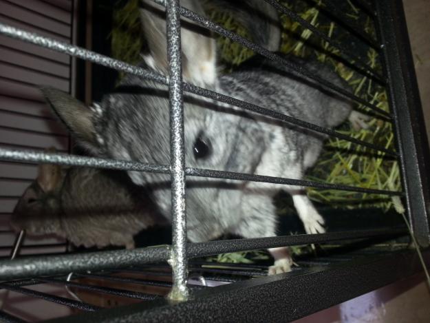 Chinchillas jóvenes!