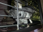 Chinchillas jóvenes! - mejor precio | unprecio.es