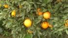 ---se venden naranjas  de la vega del guadalquivir.... - mejor precio | unprecio.es