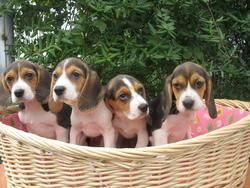 beagle cachorros de raza