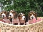 beagle cachorros de raza - mejor precio | unprecio.es