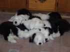 BOBTAIL CACHORRITOS - mejor precio | unprecio.es