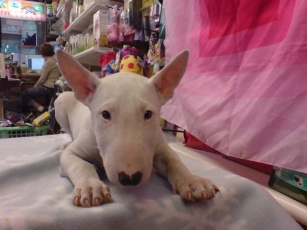 Bull Terrier en venta cachorros