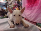 Bull Terrier en venta cachorros - mejor precio | unprecio.es