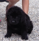Cachorros Terranova 450€ - mejor precio | unprecio.es