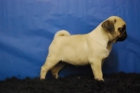 camada de carlino,muy buena calidad, cachorros con dos meses - mejor precio | unprecio.es