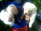 MIRA QUE CACHORROS DE GOLDEN RETRIEVER 50 DIAS Y A PRECIO RAZONABLE - mejor precio | unprecio.es
