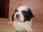 preciosos shi tzu de varios colores - mejor precio | unprecio.es