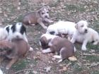 regalo preciosos cachorros de medio american stanford - mejor precio | unprecio.es