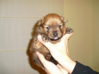 SE VENDE CAMADA DE POMERANIA - mejor precio | unprecio.es