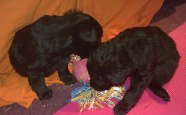 Se dan cachorros en adopción tamaño pequeño mediano