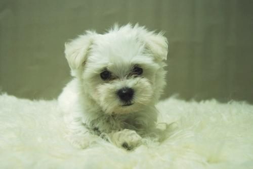 Bichon Maltes Dispongo de Cachorros de Pura Raza con 2 Meses de edad