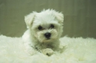 Bichon Maltes Dispongo de Cachorros de Pura Raza con 2 Meses de edad - mejor precio | unprecio.es