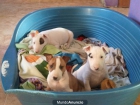 bull terrier - mejor precio | unprecio.es