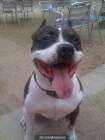 busco novia soy un pitbull mexicano muy wuapo - mejor precio | unprecio.es