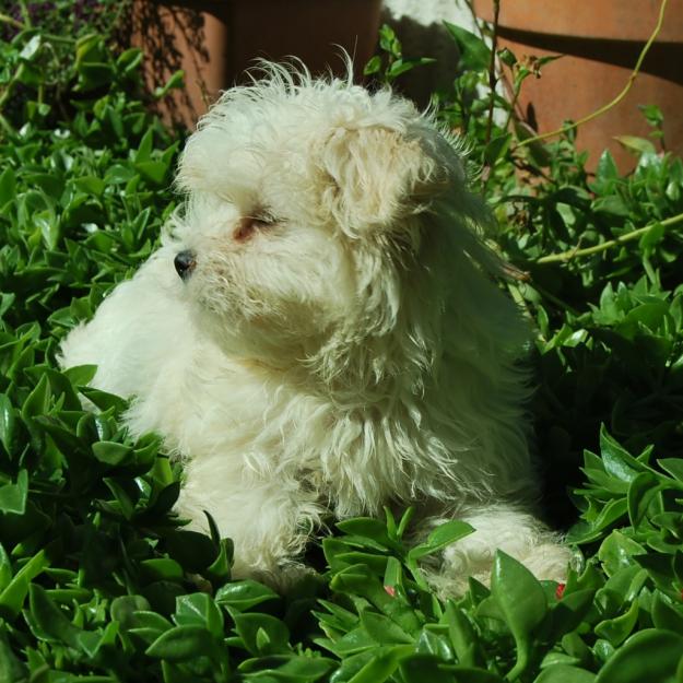 Cachorros de BIchon maltes ; cachorros de 3 kilos