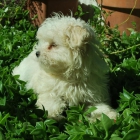 Cachorros de BIchon maltes ; cachorros de 3 kilos - mejor precio | unprecio.es