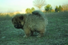 Cachorros de Chow Chow Rojo - mejor precio | unprecio.es