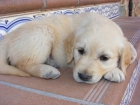 CACHORROS DE GOLDEN RETRIEVER CON PEDRIGREE-350 - mejor precio | unprecio.es