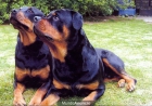 Cachorros de rottweiler - mejor precio | unprecio.es