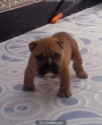 Camada bulldog Ingles - mejor precio | unprecio.es