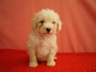 CANICHE ULTIMOS CACHORRITOS 450 EUROS - mejor precio | unprecio.es