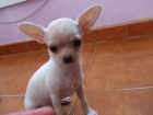 chihuahuas a 400 euros enanos - mejor precio | unprecio.es