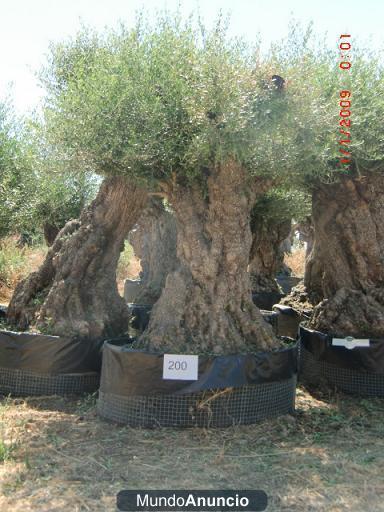 OLIVOS CNTENARIOS, OLIVOS ORNAMENTALES