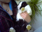 poner en venta animales almeria - mejor precio | unprecio.es